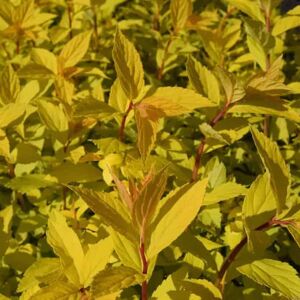 Spiraea japonica 'Gold Mound' 40-60 cm